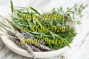 Best Herbs to Make You Smell Better